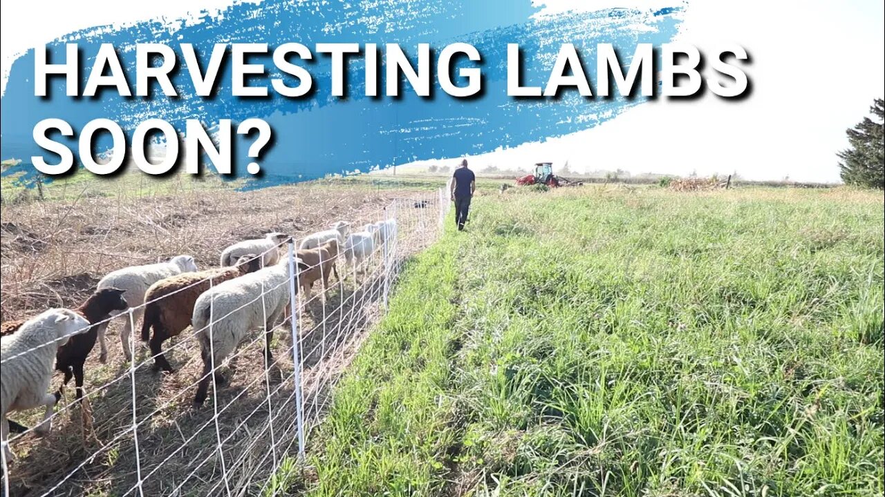 Idaho Pasture Pigs | Moving Lambs To New Pasture | Harvesting Lambs Soon?