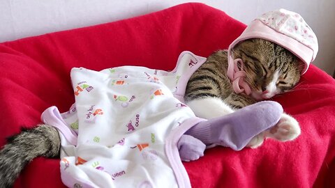 Sweet Little Cat Likes to Wear Baby Clothing