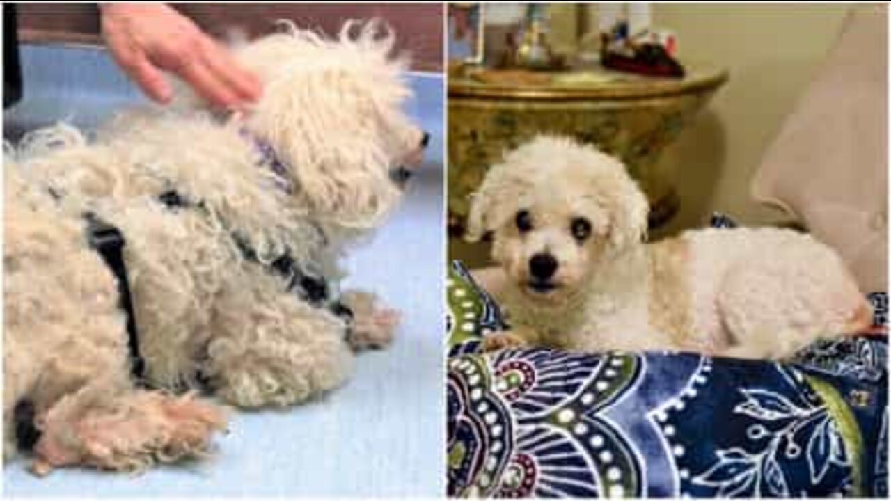 Incredible transformation of an abandoned dog!