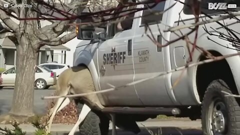 Cervo incastrato nella ruota dell'auto della polizia