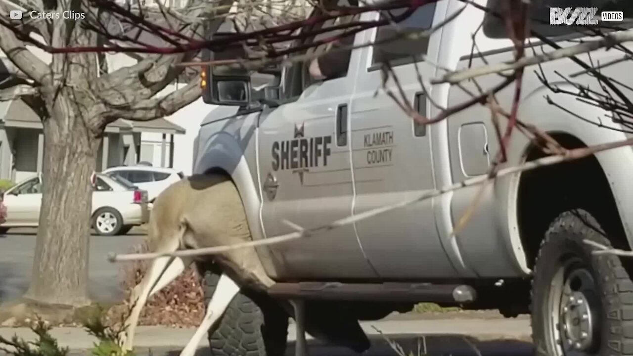 Cervo incastrato nella ruota dell'auto della polizia