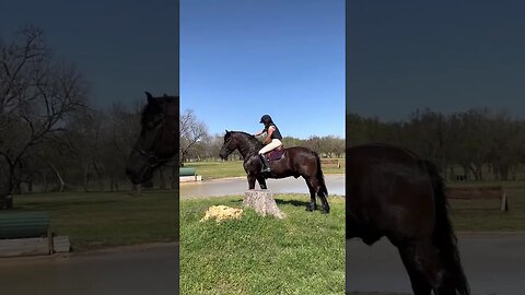 Another peek at this magnificent gelding "𝕂𝕀ℕ𝔾 𝕂𝕆ℕ𝔾"! Exclusively on Horsebid.com | ends MARCH 27th