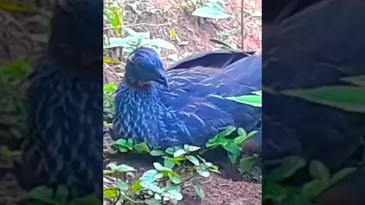 Jacu e seus filhotes