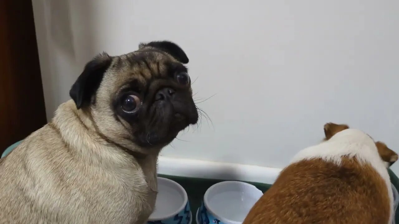 Naughty or Nice Pugdog?