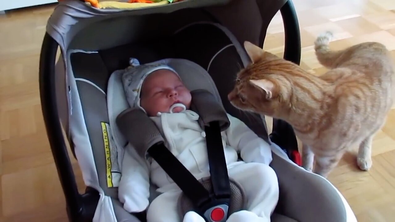 Cats with the newborn babies