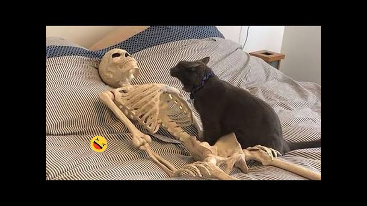 Funny Dogs And Cats Videos 2023 �� - Best Funniest Animal Videos Of The Month ����