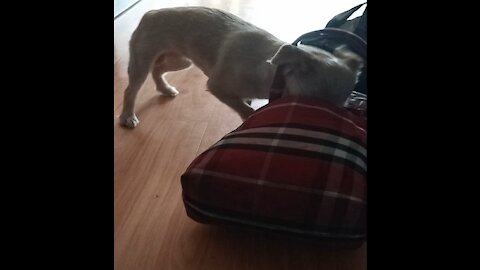 The puppy finds something in the bag and is very excited