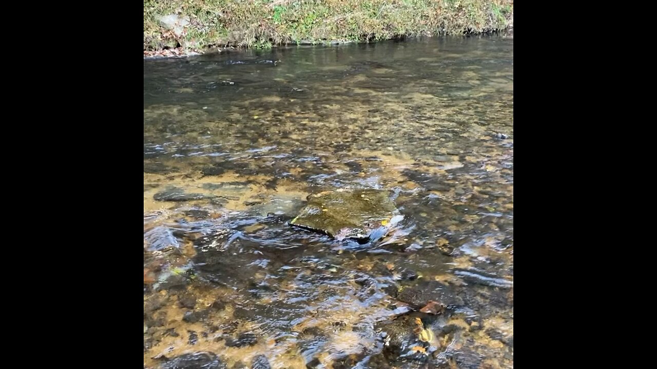 tennesee creek fishing