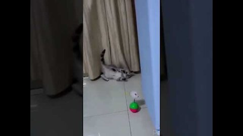 Funny and bouncy cat having a lot of fun with her toy