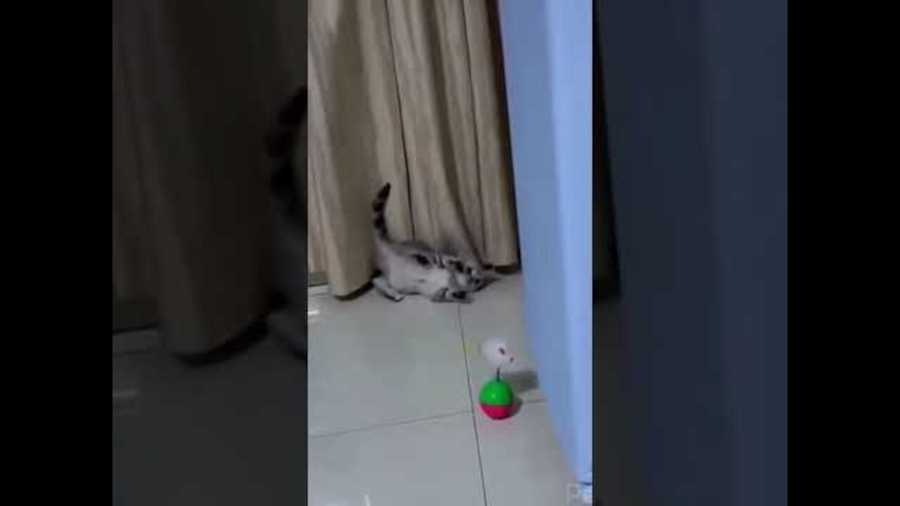 Funny and bouncy cat having a lot of fun with her toy