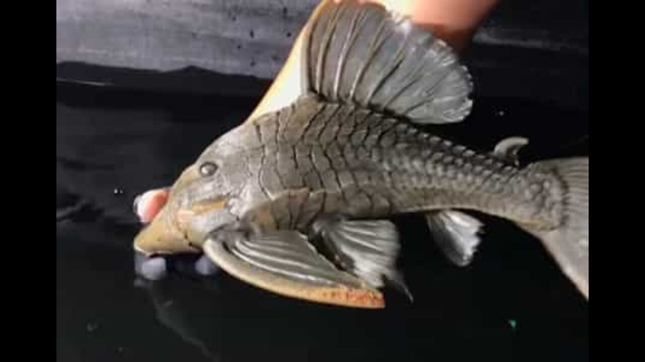 This strange-looking fish is 25 and lives in Chicago