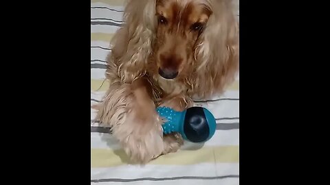 #dogshow , #animals , #dogs , #shorts