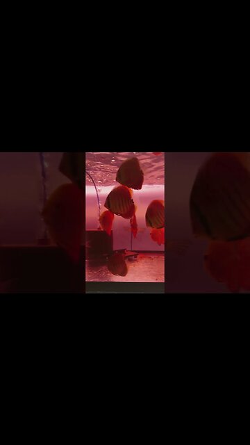 Promoting good skin health in ur sensitive discus fish 😘 potassium permanganate KMnO4 💪🖖💯🇨🇦