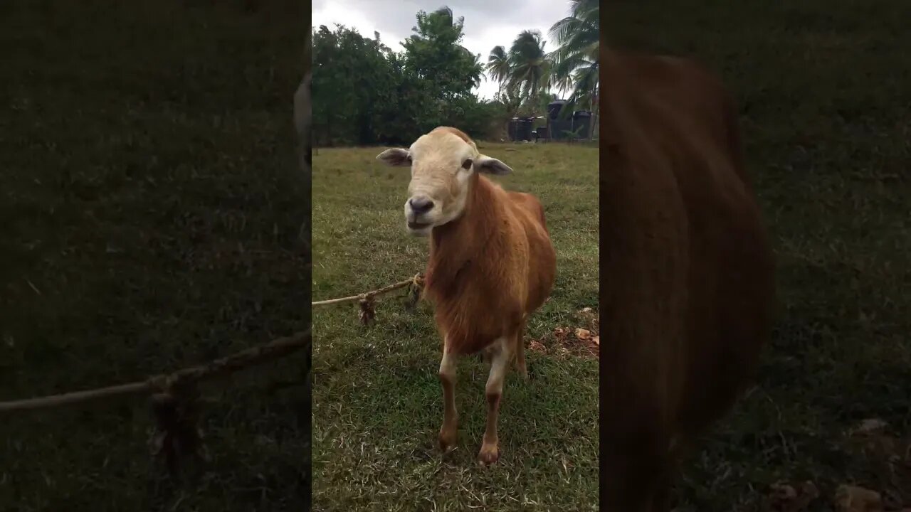 REAL TOBAGO GOAT STEPPER