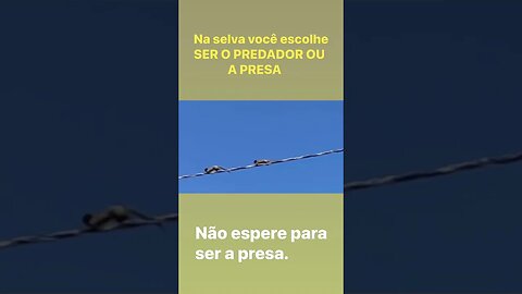 Você é presa ou predador? @DRONEMASSA