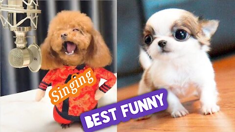 Cute puppy funny 😍 moments । Funny and smart dogs.