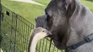 Ganso e cão formam amizade inimaginável
