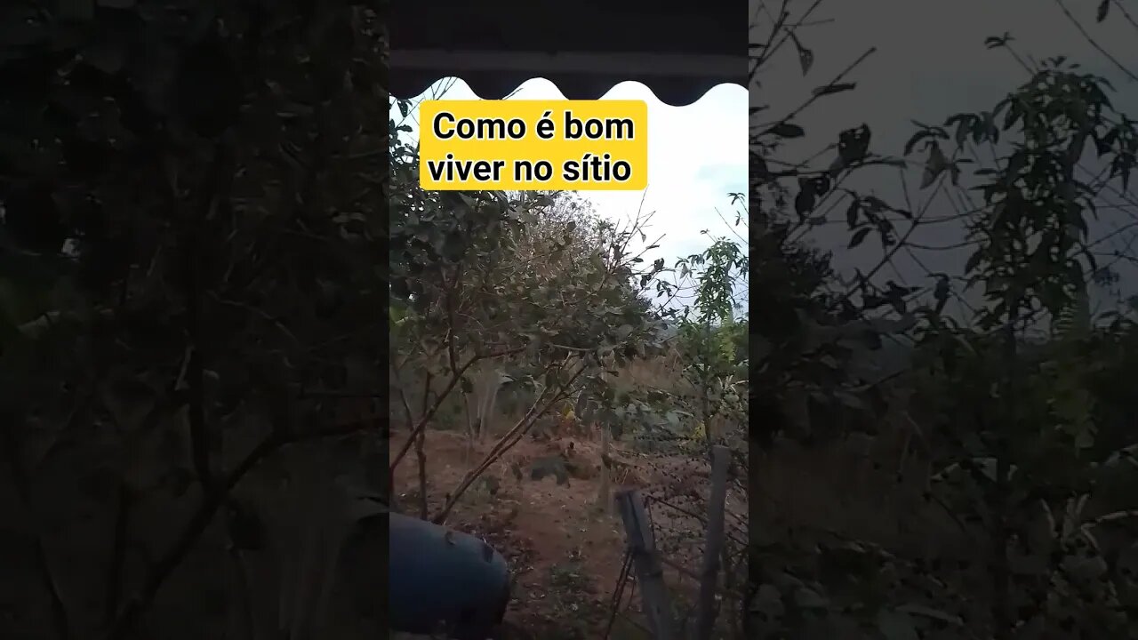 como é bom acordar com canto da curruira #shorts