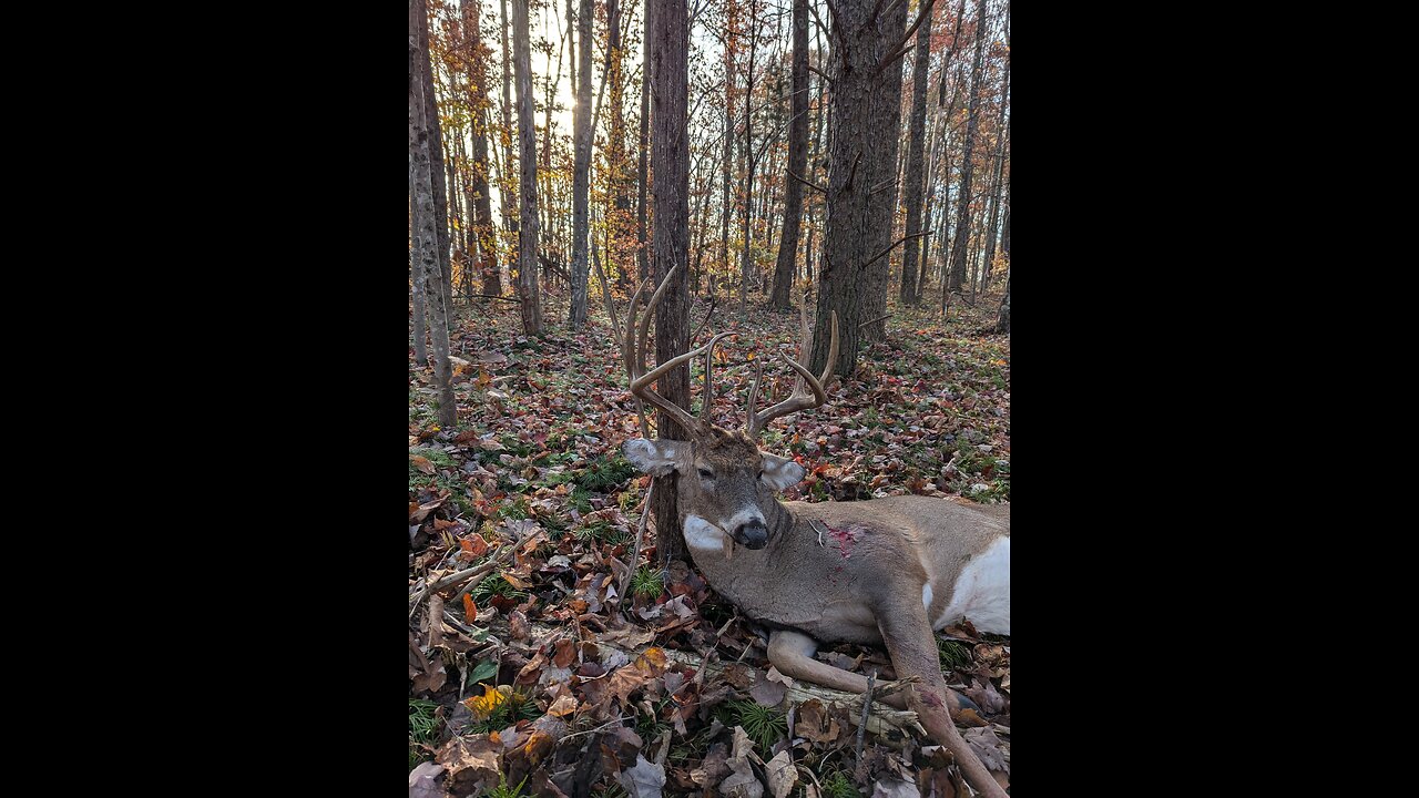 BBD KY Whitetail