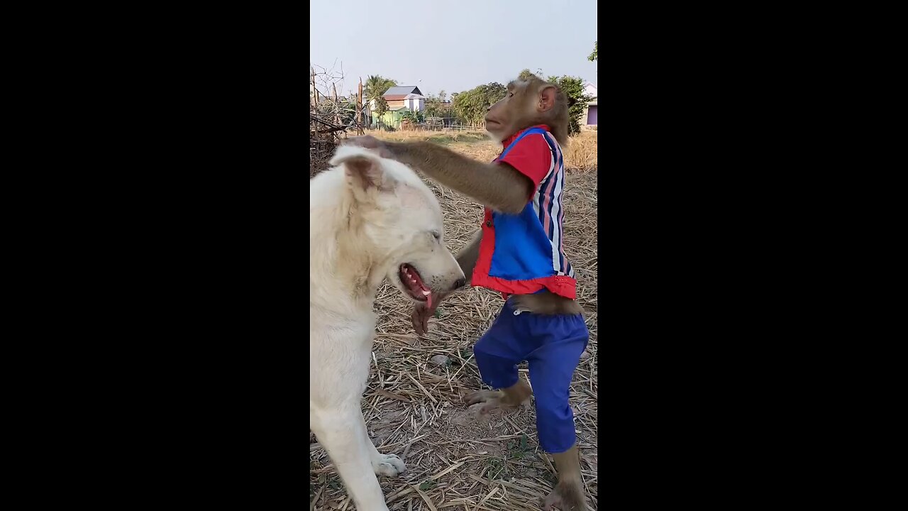 funny monkey and dog😀😁😀