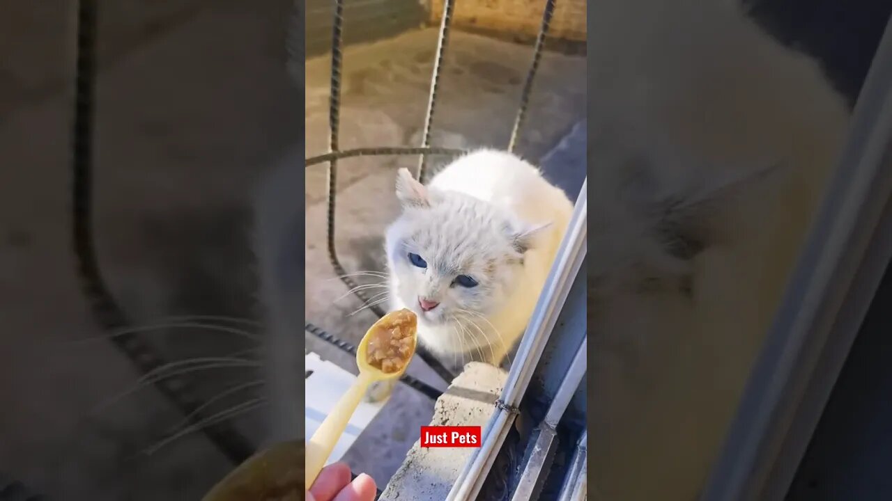 Feeding a Stray Cat 🐈 heartwarming #cute #funnyanimals #tiktok #funnyvideos #cat