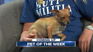 Pet of the Week: Three-year-old chihuahua Pixie