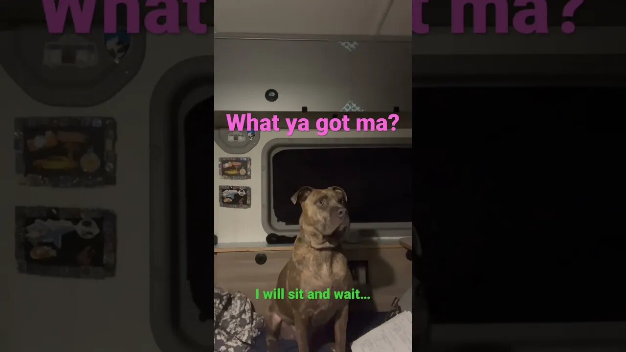 Mom has food…🍩see comments #funnyvideo #dogs