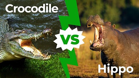 You gotta see this, crocodile vs hippo you will sorry for the Croc in the end