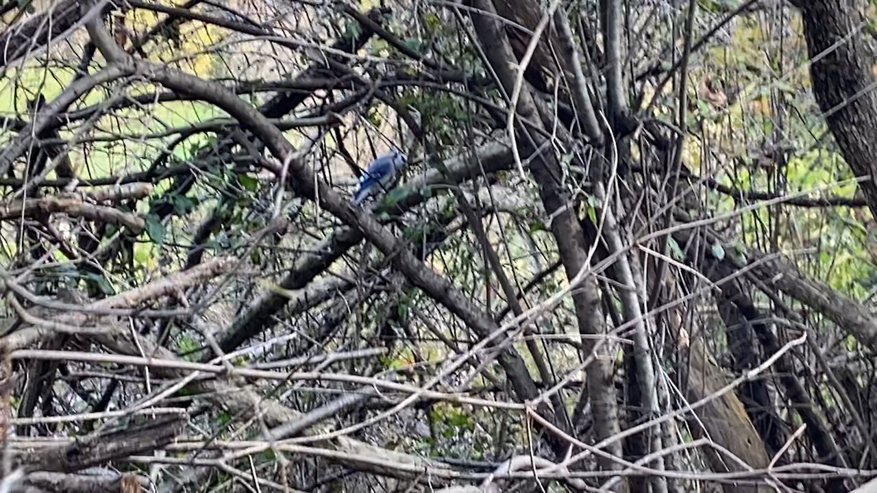 Blue Jay in the tree