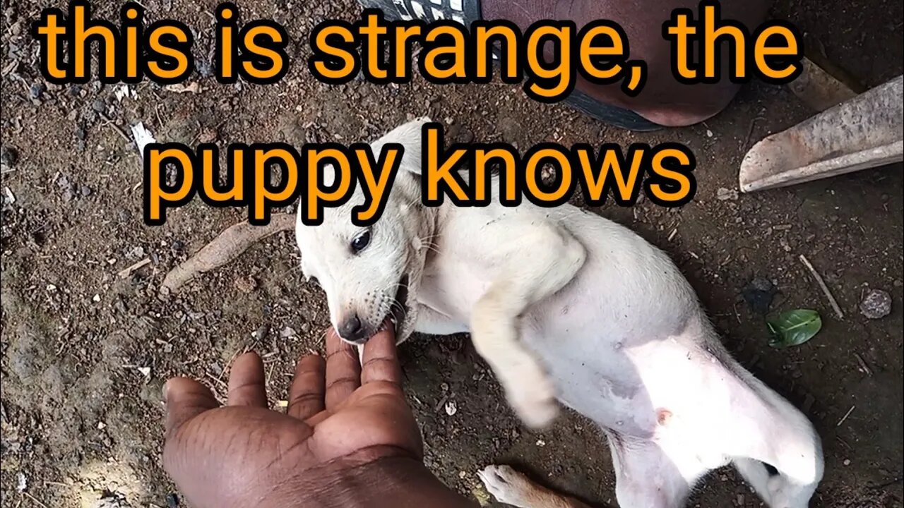 puppy bite and look how strange this is
