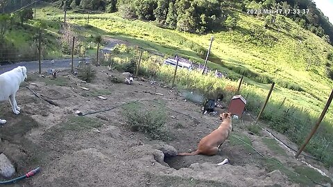 Farm monitoring Animals