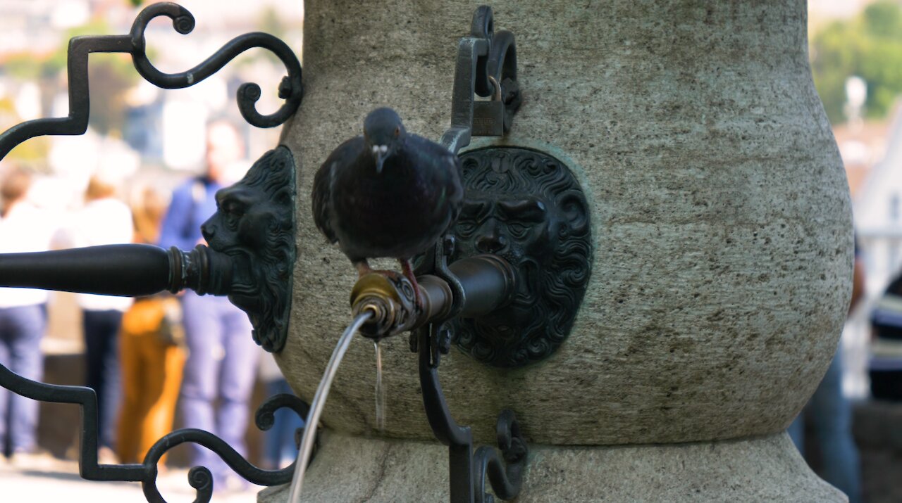 A pigeon Drinking On A water Fountain