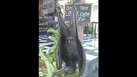 A Giant Bat 🦇🤣🤣🤣Please Follow me