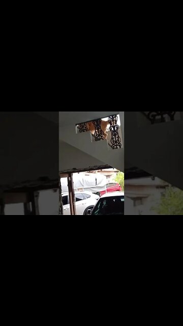 #dogshow , #animals , #dogs , #shorts