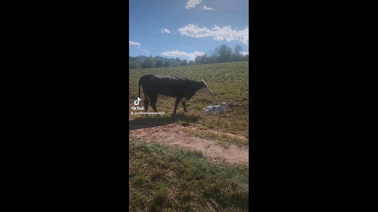 Momma cow and baby calf.