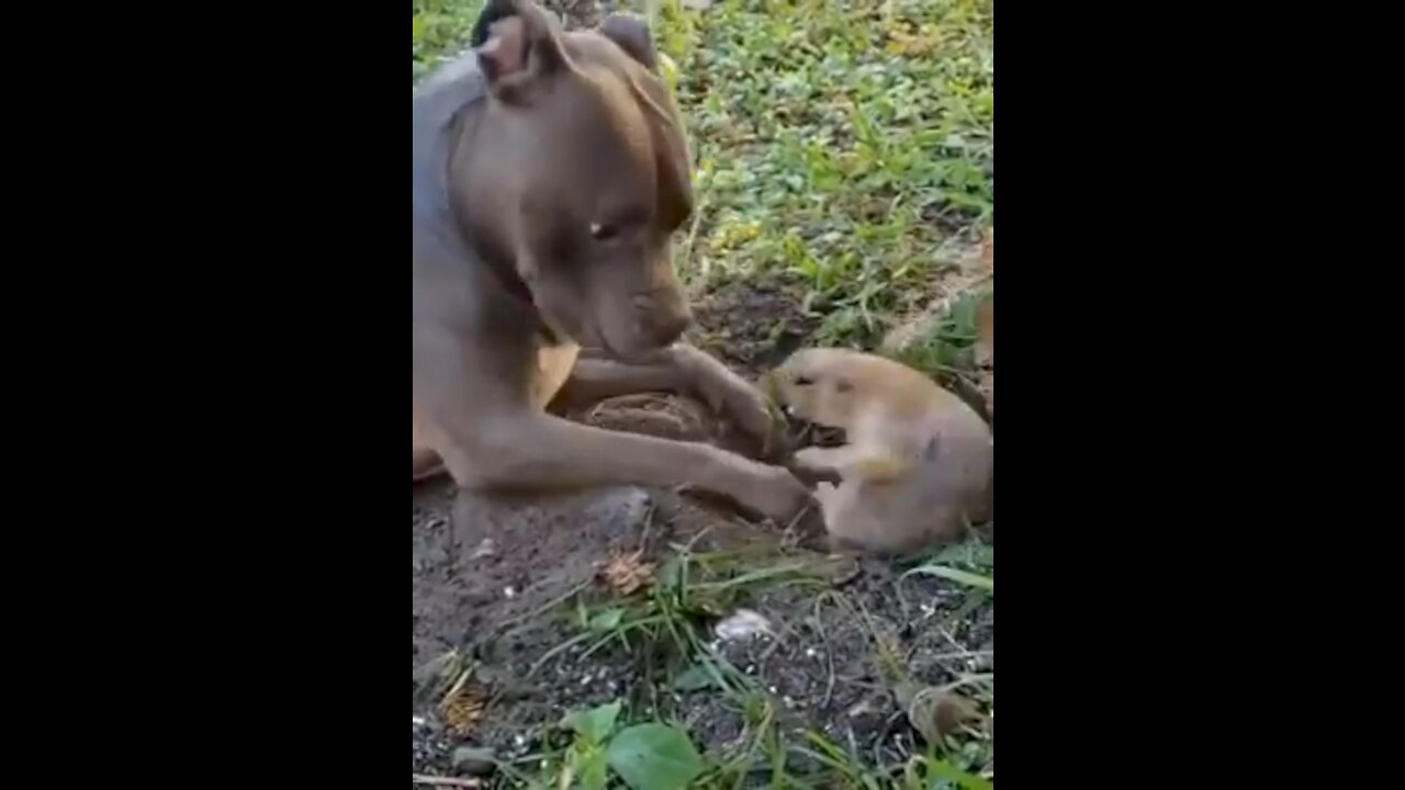 Dog and groundhog argue