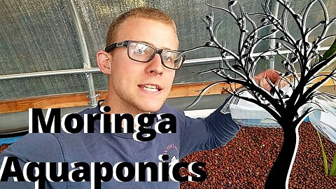 Growing moringa in aquaponics (starting moringa seeds/ seed starting comparison)