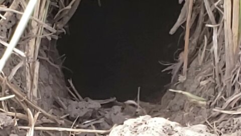 Ground Squirrel Nest