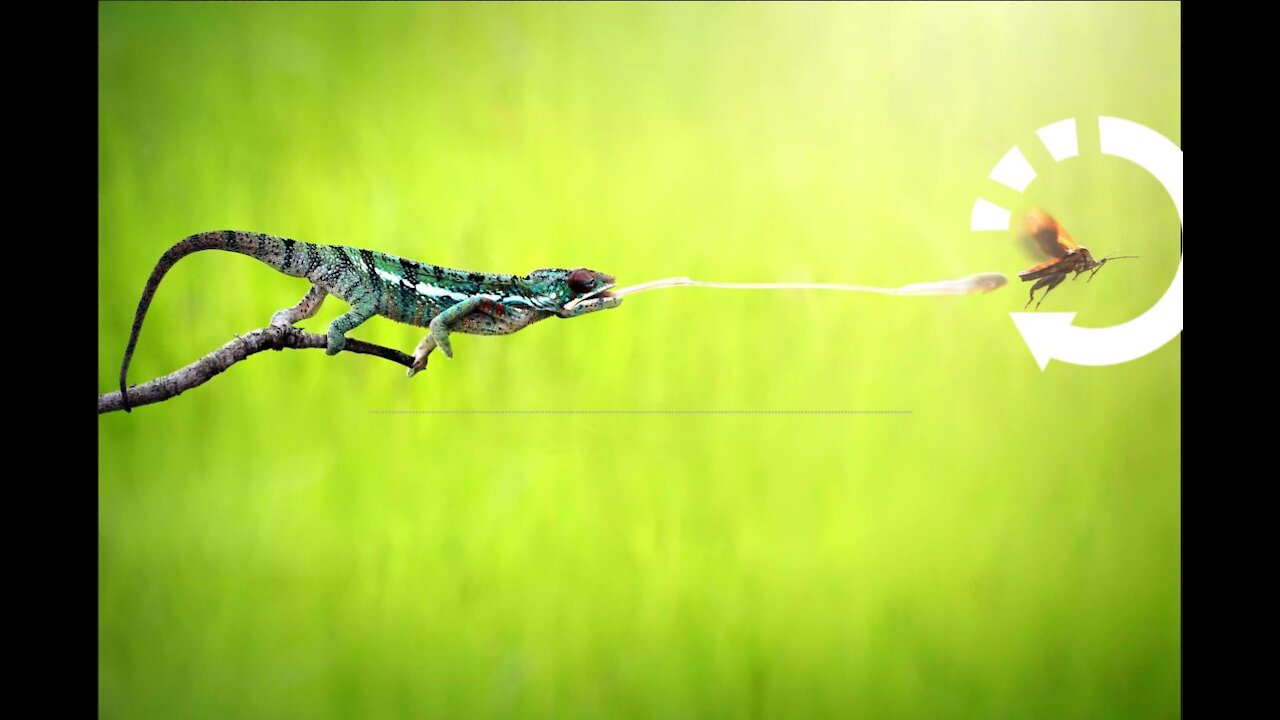 The Fastest Chameleon Tongue captured on camera.