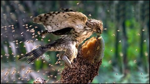 Mighty Eagle Fearlessly Dives Into The Beehive To Steal Honey And Achieves A Satisfying Outcome