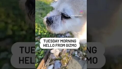 SPRING MORNING GIZMO