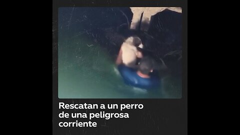 Salvan a un perro de una peligrosa corriente en Daguestán