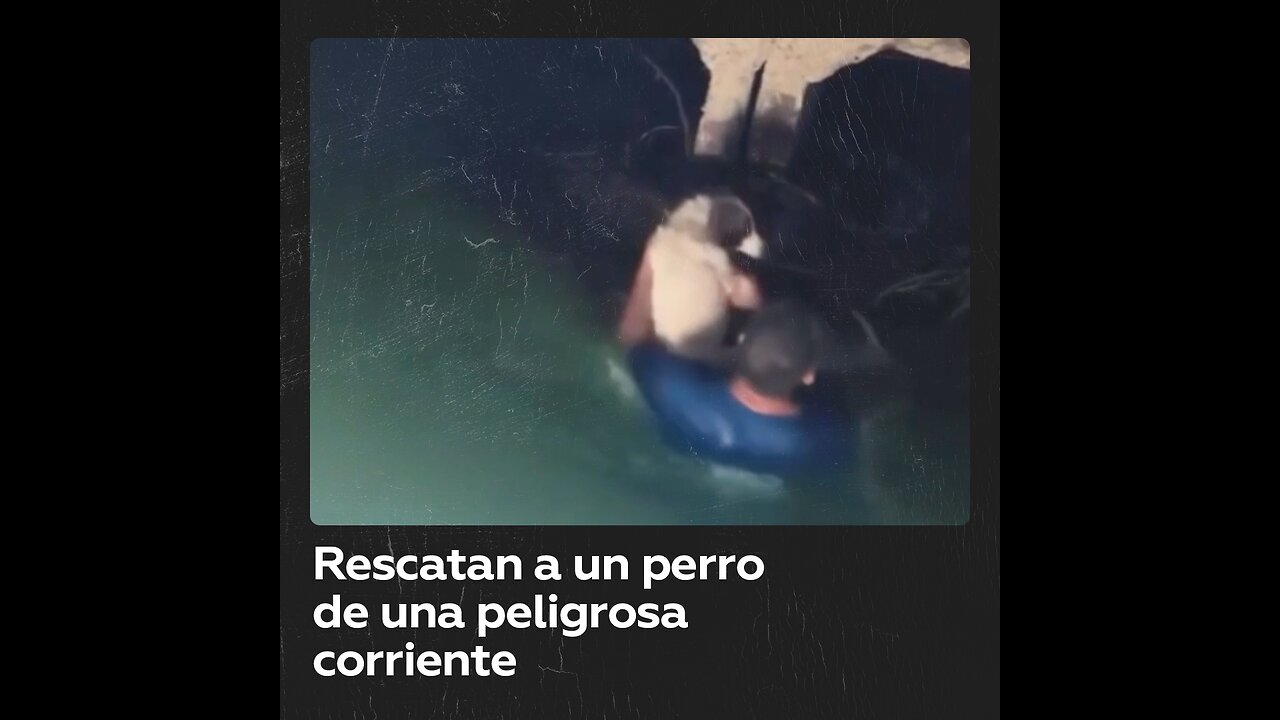 Salvan a un perro de una peligrosa corriente en Daguestán