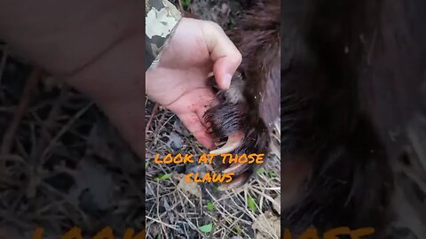 Look at those healthy claws. Spring Black Bear