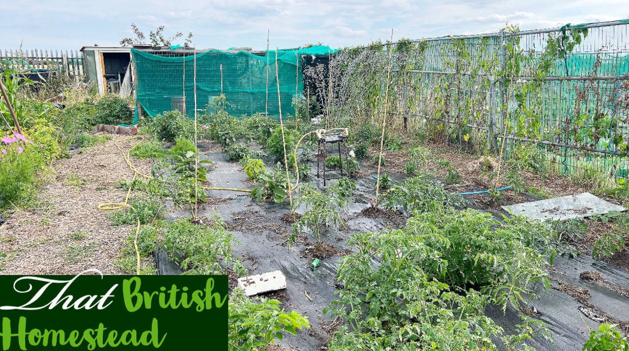 Watering in a HEATWAVE and a mini harvest:Allotment Garden