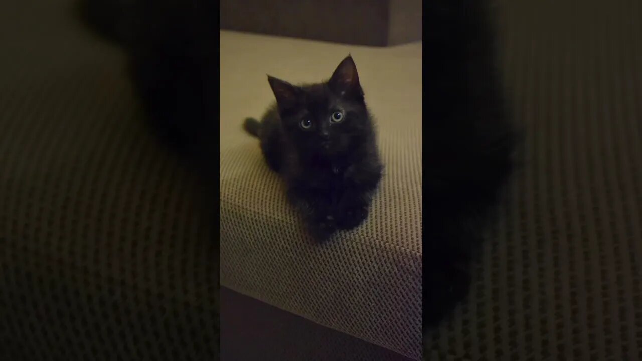 Cat: Kitten VS grown Cat