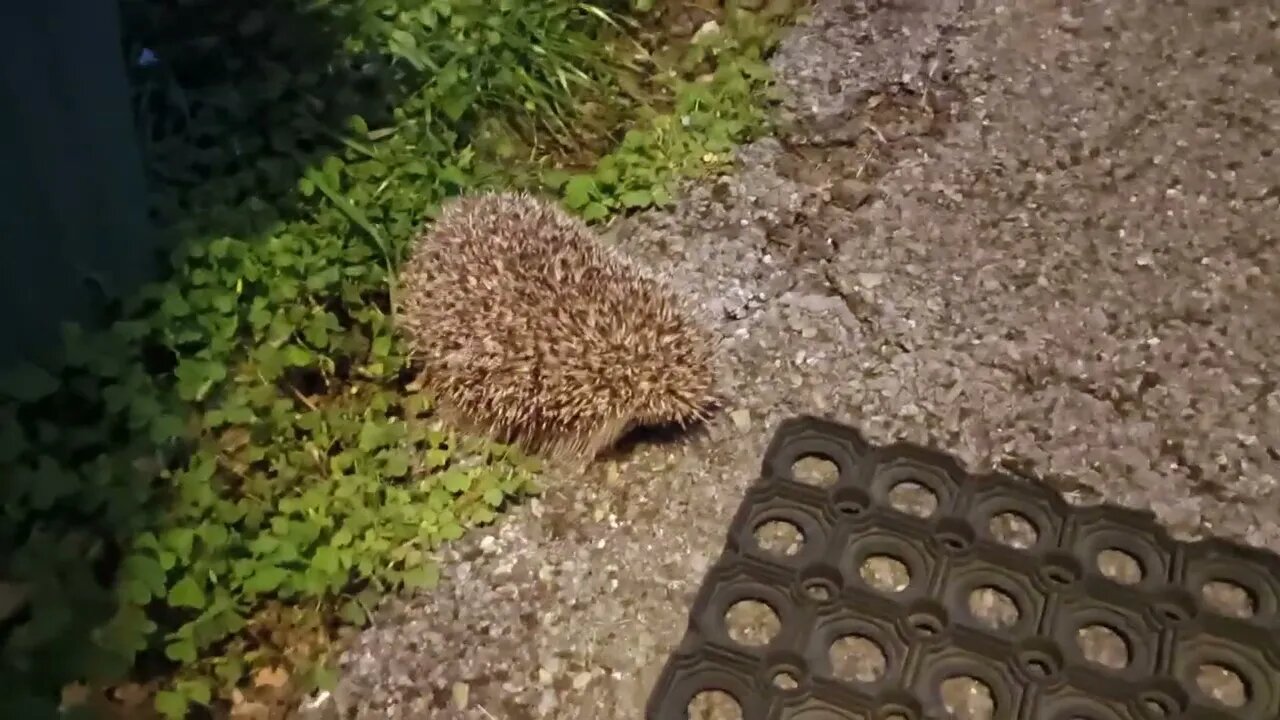 Bedford meets a hedgehog 🙀