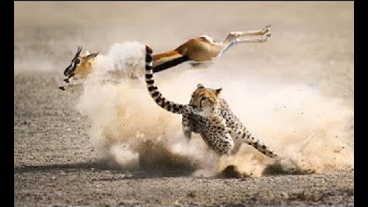 Pursuits and attacks in the animal world. Incredible!