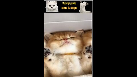New Funny Animals Best Funny Animal Videos 2023 🤣 Funniest Cats And Dogs _low(1)