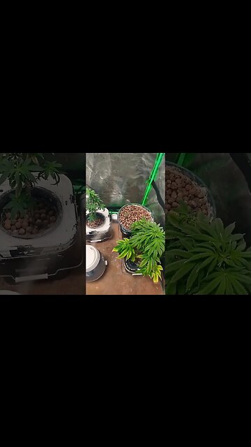 cindy and snowplow veg tent